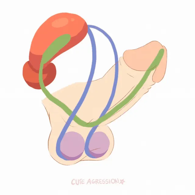 Genitals Transformation MTF (Commission By Me!)